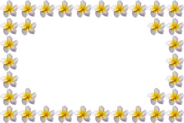 Frangipani flowers on white background. For posters, greeting cards, wedding cards and events.