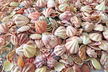 キンチャクガイ