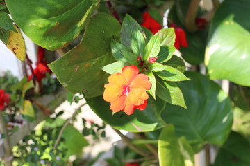 orange to yellow brass flowers growing in the home garden