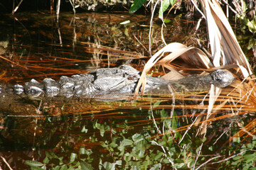 gator head1