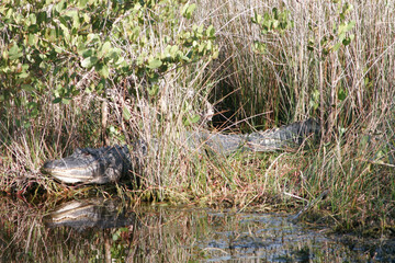 alligator in the grass
