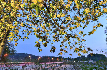 	夕暮れの黄桜公園