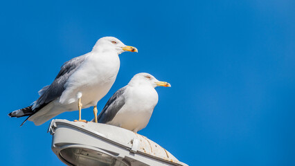 Two seagulls resting on a street lamp