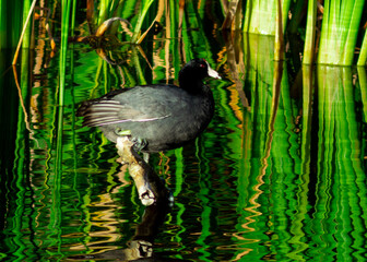 duck in the pond