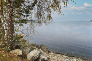 Spring landscape with a view of the lake and a birch that lowered its branches to the water. Young leaves have just begun to emerge from the buds. blue sky with white clouds. Russia, Ural