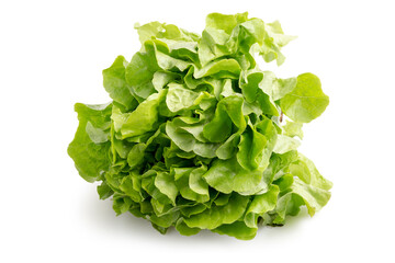 Fresh Organic Green Oak Lettuce isolated on white background with clipping path. Fresh green oak lettuce has high fiber and vitamin, sweet taste and good for salad.