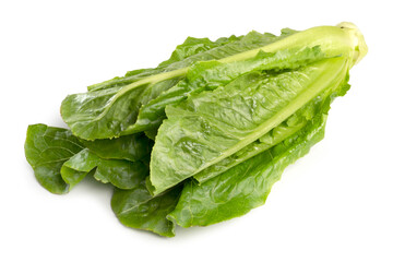 Fresh Organic Green Cos Lettuce isolated on white background. Fresh Green Cos Lettuce has high fiber and vitamin, sweet taste and good for salad.