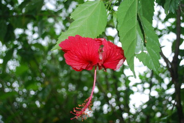 red flora outside