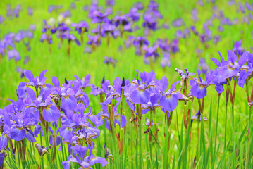 紫の花咲くアヤメの群生