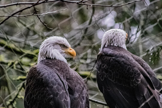 Aguila Calva Americana Estados Unidos America