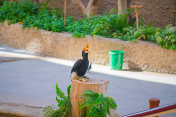 sulawesian kalao species of bird in the hornbill family