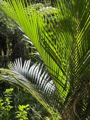 Sun shining through palm leaves 