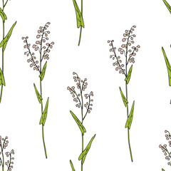 Seamless floral pattern Sorrel plant vector hand drawn illustration isolated on white background, ink sketch, decorative herbal colorful medical herb for design cosmetic, natural medicine, kitchen