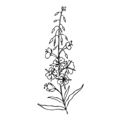 Willow herb, Chamerion angustifolium, fireweed, rosebay hand drawn ink sketch botanical medicine plant illustration, vector graphic flower, line art design bouquet for packaging tea, greeting cards
