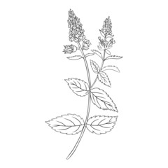 Mint branch, leaves and flower isolated on white, Hand drawn vector spicy herb outline, Doodle cooking ingredient line art peppermint for design natural cosmetic, organic medicine, herbal tea package