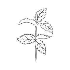 Mint branch, leaves isolated on white, Hand drawn vector spicy herb, Doodle cooking ingredient delicate line art peppermint for design natural cosmetic, organic medicine, herbal tea package