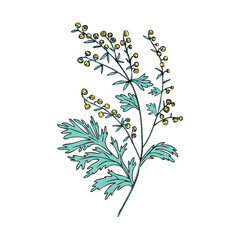 Artemisia absinthium, wormwood hand drawn vector ink color sketch isolated on white, Also called absinthium absinthe wormwood, Common Wormwood herb, Absinthe plant, Doodle Healing for design alcohol