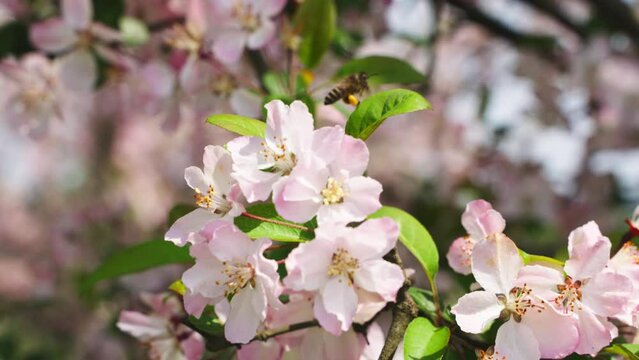 honey bee od spring pink apple flower slow motion 4k clip
