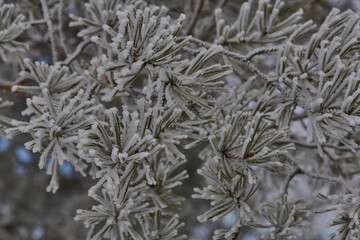 in winter, a pine branch covered in snow stands
