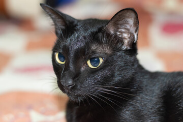 black cat portrait