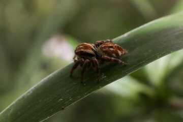spider on a leaf