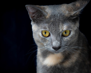 Studio Portrait Grey Cat with Yellow Eyes
