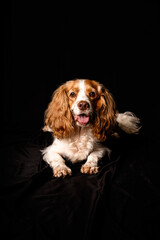 Studio Portrait Spaniel Dog Black Background