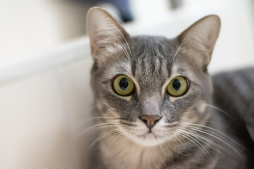 Close up portrait of a tabby cat.