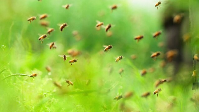 honey bees flying in the air at apiary around beehive slow motion bees dance in the spring day