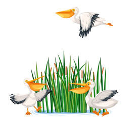 Australia pelican birds in cartoon style