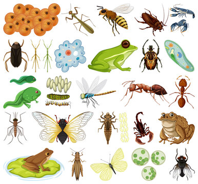 Different kinds of insects and animals on white background