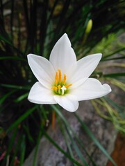 White flower with stamens