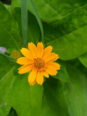 Mini sunflowers that are blooming