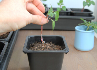 Propagation of plants by cuttings. Balsam Walterra. Impatiens. Roots. Rooting. seedlings.
