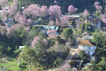 Golden light in the morning. City of pink flowers. People walking.
