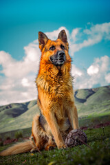 german shepherd dog