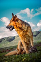 portrait of a wolf
