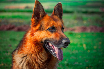 german shepherd dog