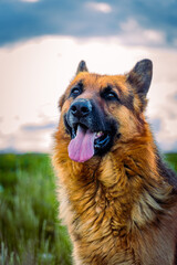 portrait of a shepherd
