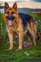 german shepherd dog on grass