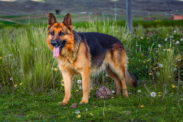 german shepherd dog on grass