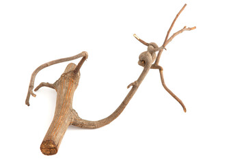 dry twigs laid on a white background