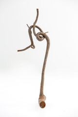 dry twigs laid on a white background
