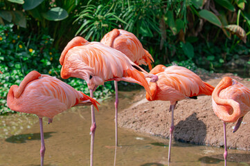 Many flamingos with long legs standing in the river