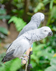 Two gray parrots are holding onto a branch.