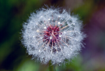 Fototapeta premium close up of dandelion
