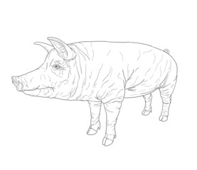 White Pig Realistic Line Art Drawing