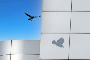 A crow and its shadow fly past the building on a spring day