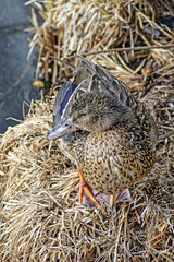 A wild duck sits on the bank of a polluted city pond on a spring day