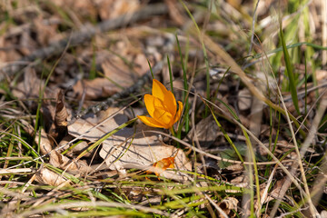 orange flower in the grass